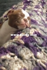 shell blanket