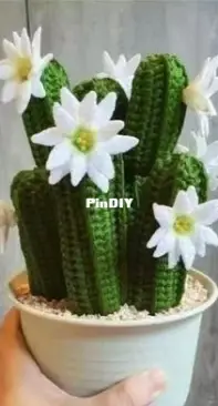 globose cactus