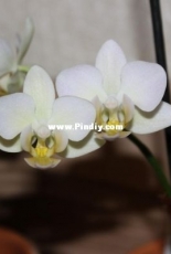 Orchids are my second hobby: Phal. Champagne (mini)