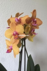 Orchids are my second hobby: Phal. Piacenza