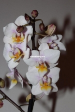 Orchids are my second hobby: Phal. Perl