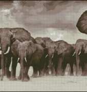 Elephants From Nastunya 66
