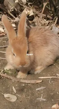 New member: a cute bunny