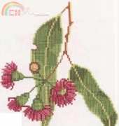 Red-flowered Gum from book The Magic of the Forest