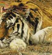 Tigers – K+S Creations