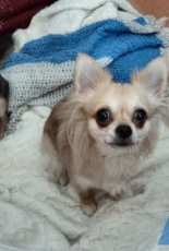 My 3 Chihuahuas