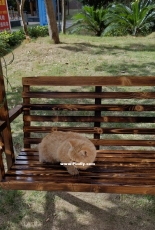 Migu on a bench