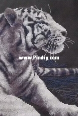 White tiger from PANNA