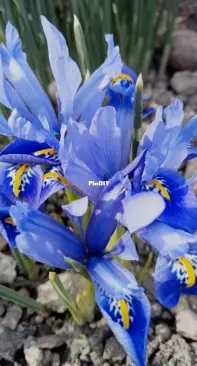 spring irises