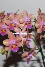 Orchids are my second hobby: Phal. Neon