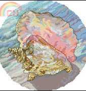 Conch_Shell