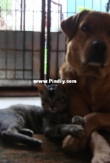 My pet dog Sumo with his kitty friend