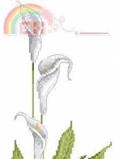 DMC 185 Calla Lilly