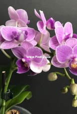 Orchids are my second hobby: without name