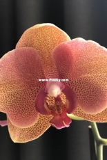 Orchids are my second hobby: Phal. Optimistik Angel
