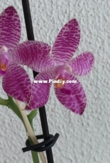 Orchids are my second hobby: Phal. Violacea Blue Malaysian x gigantea