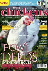 Your Chickens -November 2018