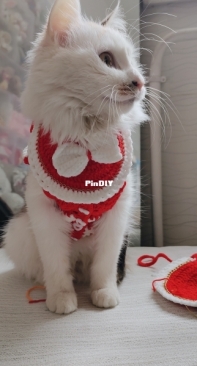 cat clothes