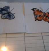 Two Small Butterflies