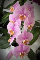 Orchids are my second hobby: Phal. Pink Dragon