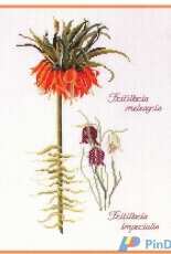 Thea Gouverneur The Secret Garden  028 Fritillaria Panel (Crown Imperial and Snake's Head)