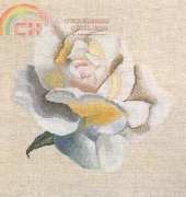 DMC XC1041 White Rose