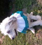 Dog Collar