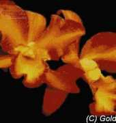Golden Kite GK 287 - Orchid Orange