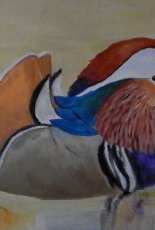Painted Mandarina Duck