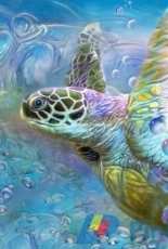 HAE Sea Turtle Spirit Of Serendipity