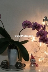 Orchids are my second hobby: Phal. Andorra