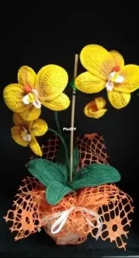 yellow Orchid