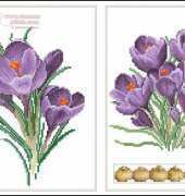 Thea Gouverneur TG 444 Crocus