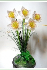 Daffodils "Gentle"