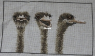 Three (Wise) Ostriches - O. Oehlenschlagers Eftf. OOE 99509