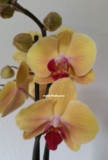 Orchids are my second hobby: Phal. Golden Beauty