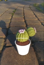My new cactus!