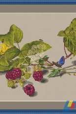 Glert Stitch - Raspberries by Valentina Svetlova / Малина - Валентина Светлова
