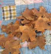 R&K Creations - Autumn Leaves by Karen Nieforth 2006