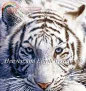 HAED HAEDAP 104 White Tiger