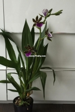 Orchids are my second hobby: Zigopetalum Sensation
