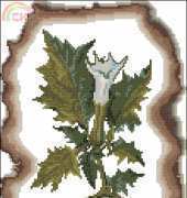 Zolotoe Runo KK-003 Datura ordinary