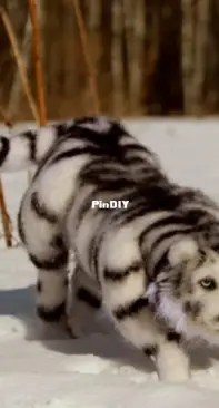 RemKa - Ksenia Remneva - White Tiger - Russian