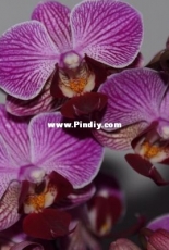 Orchids are my second hobby: Phal. Percevel