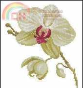 DMC Flowers - Fleurs Phalaenopsis