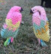 3d parrots