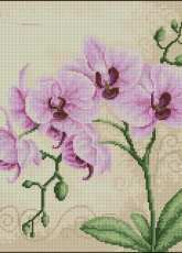Luca-S B2227 - Orchid