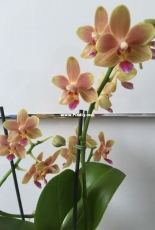 Orchids are my second hobby: Phal. Tzu Chiang Balm