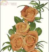 The Silver Lining SL093 New Millennium Rose