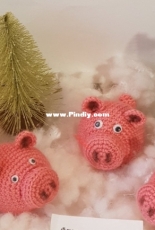 pig
